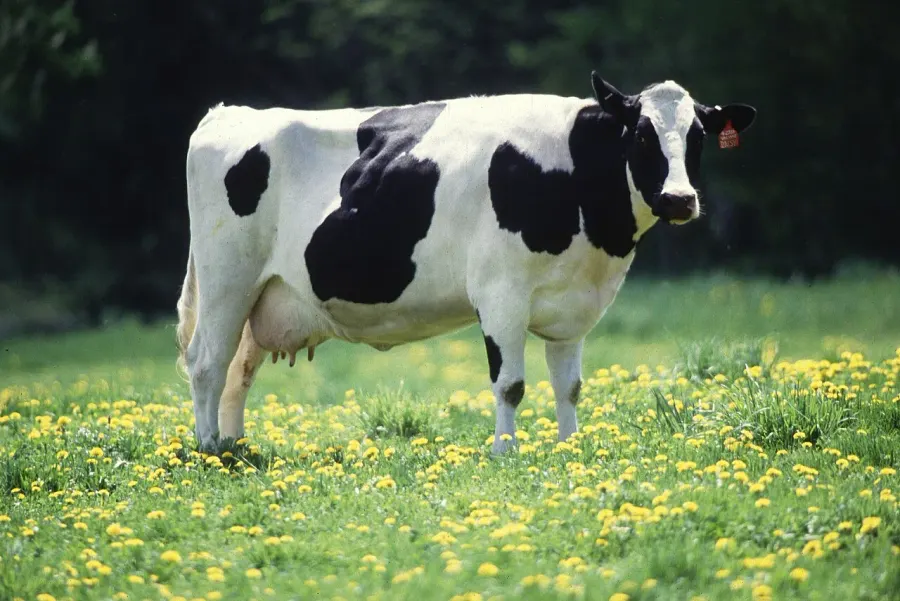 The Cattle card
