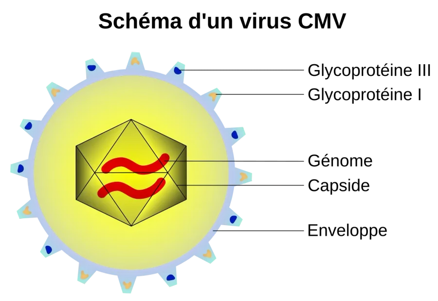 The Capsid card
