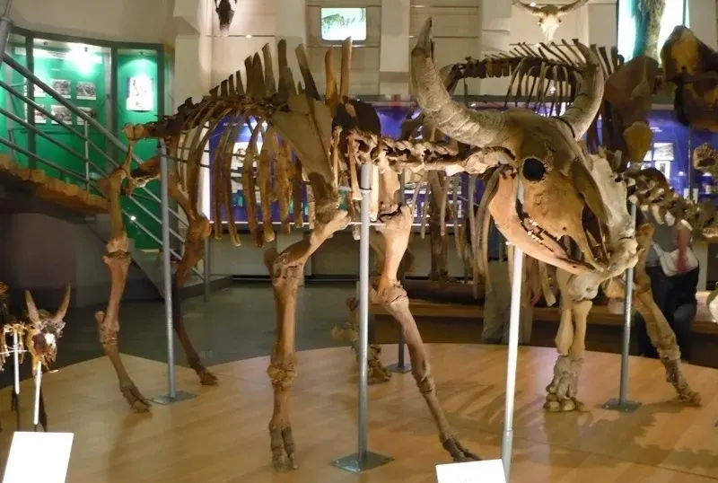 La carte Bison des steppes