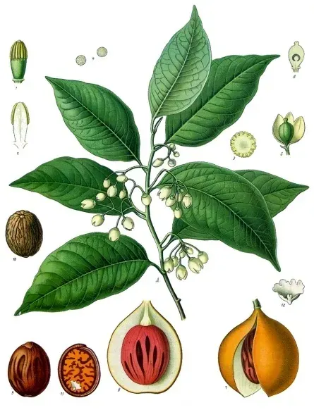 The Nutmeg card