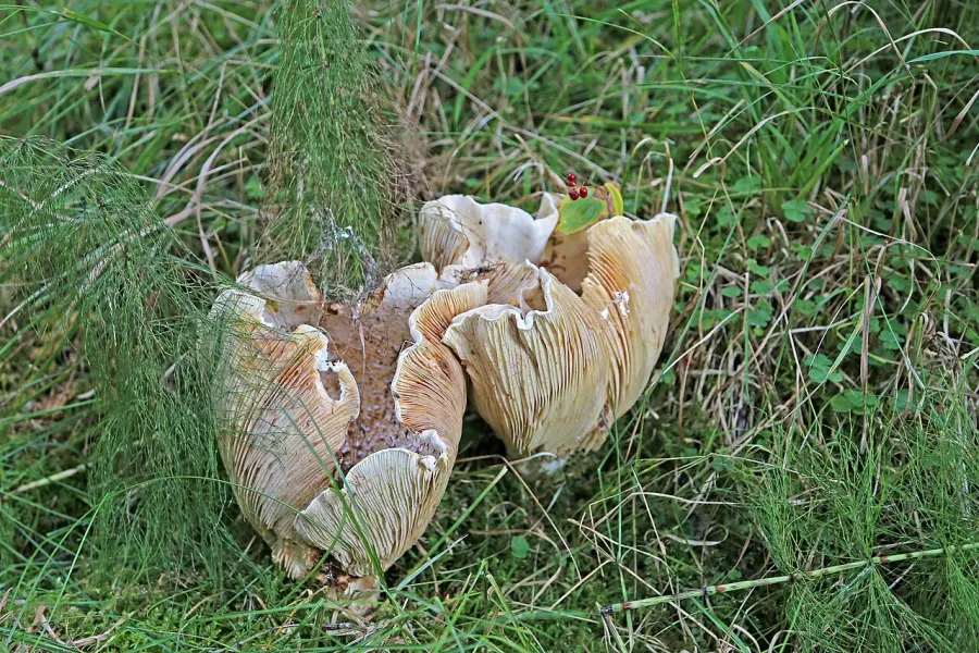 La carte Russulaceae