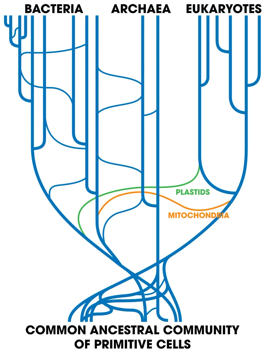 The Horizontal gene transfer card