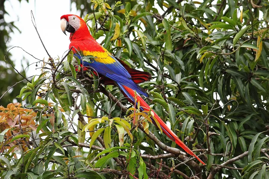 La carte Psittacidae