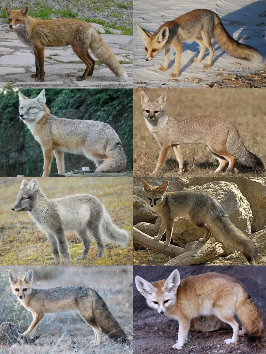 La carte Renard
