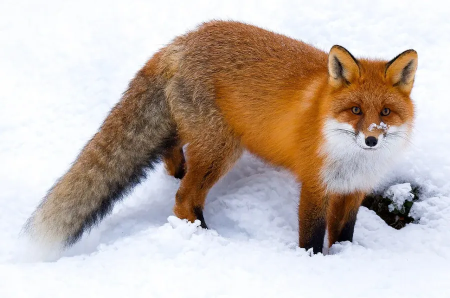 The Red fox card