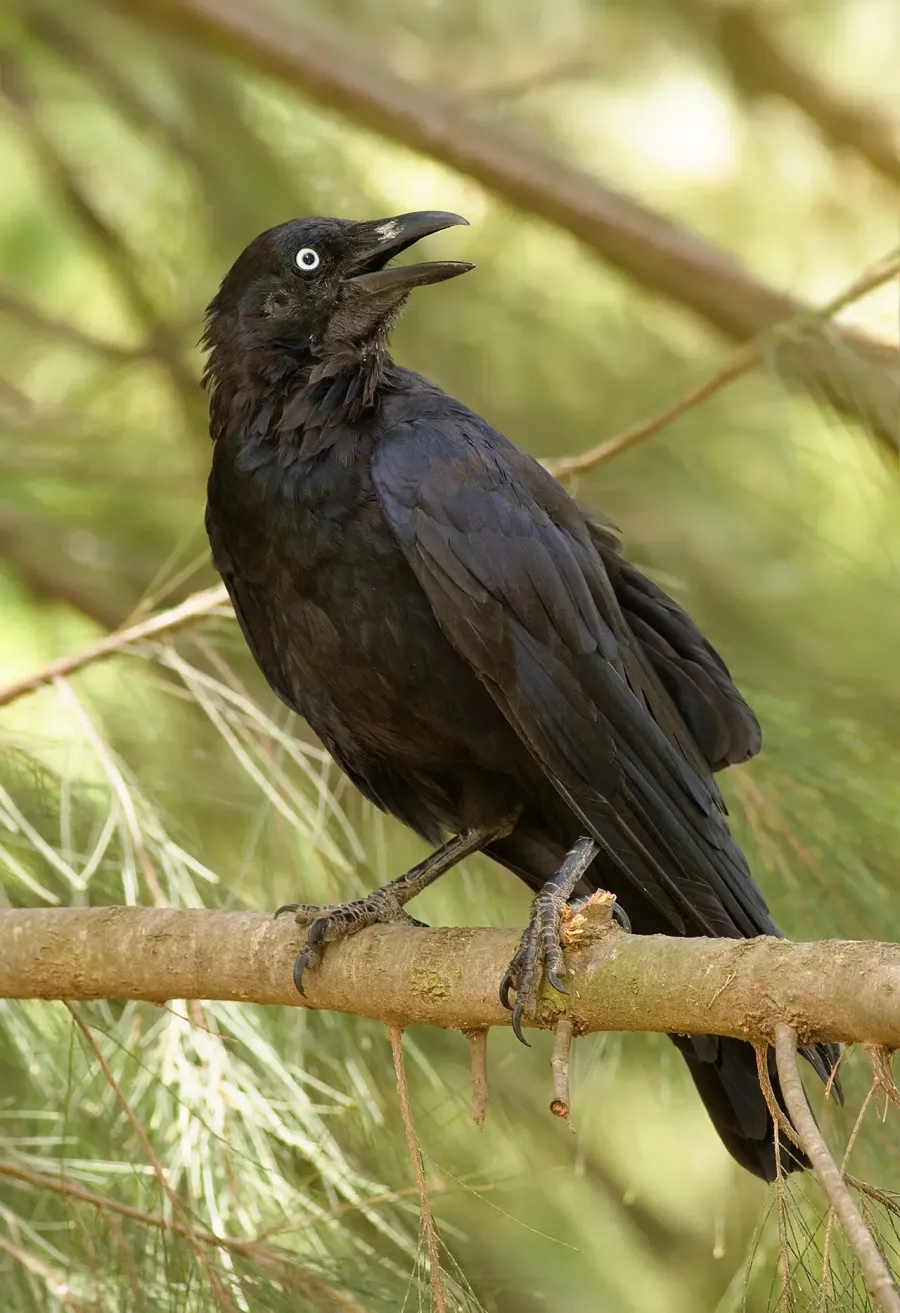 The Raven card