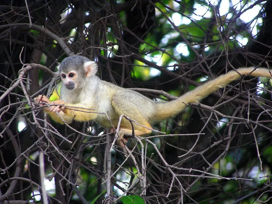The Black-capped squirrel monkey card