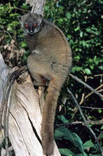 The Sportive lemur card