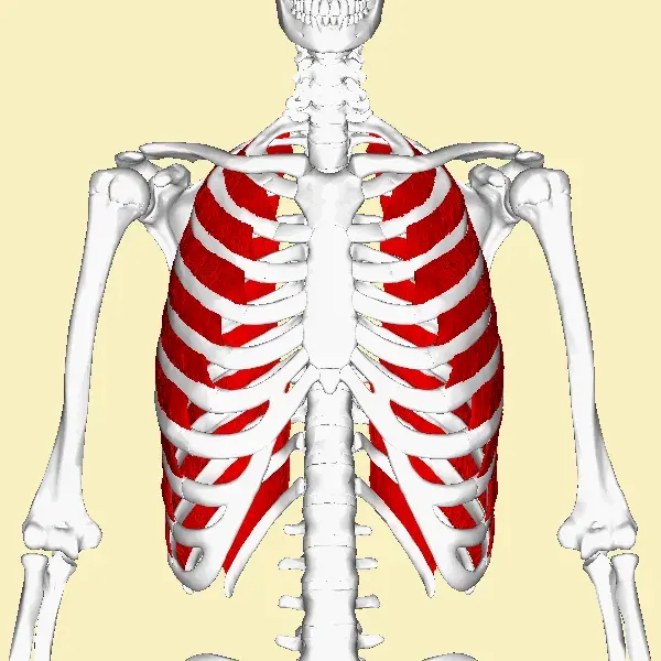 La carte Muscle intercostal externe