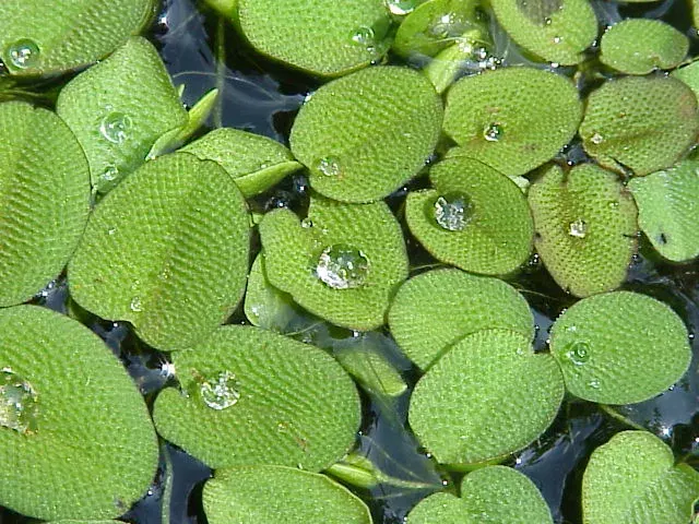 La carte Salvinia