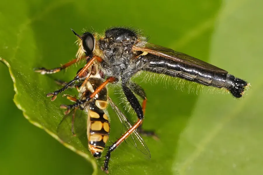 The Asilidae card
