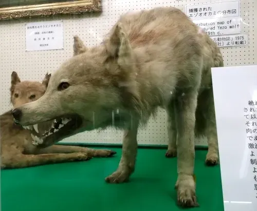 La carte Canis lupus hattai
