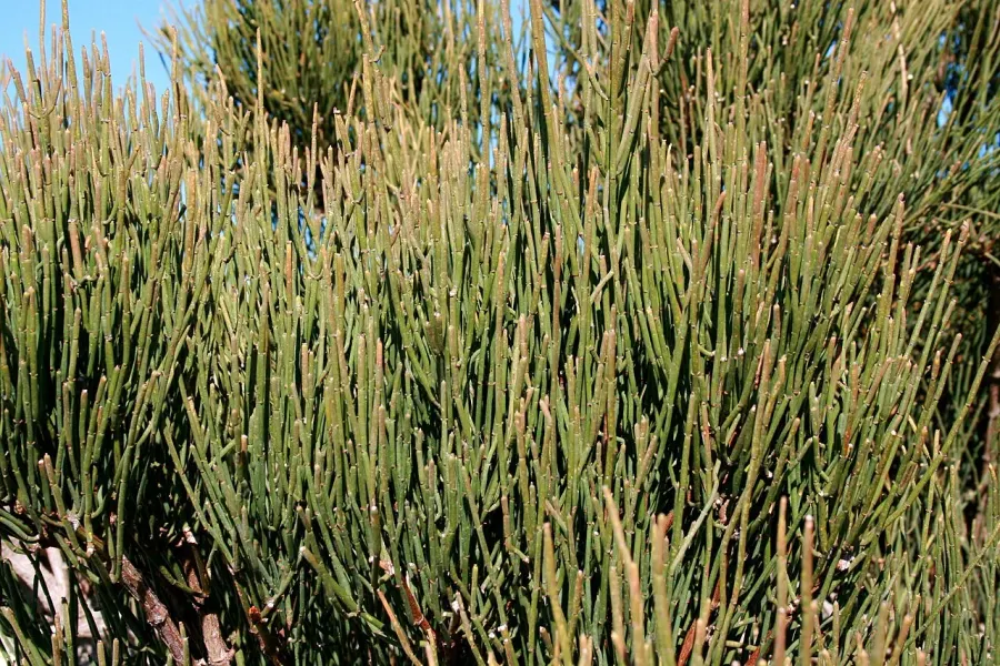 La carte Ephedra