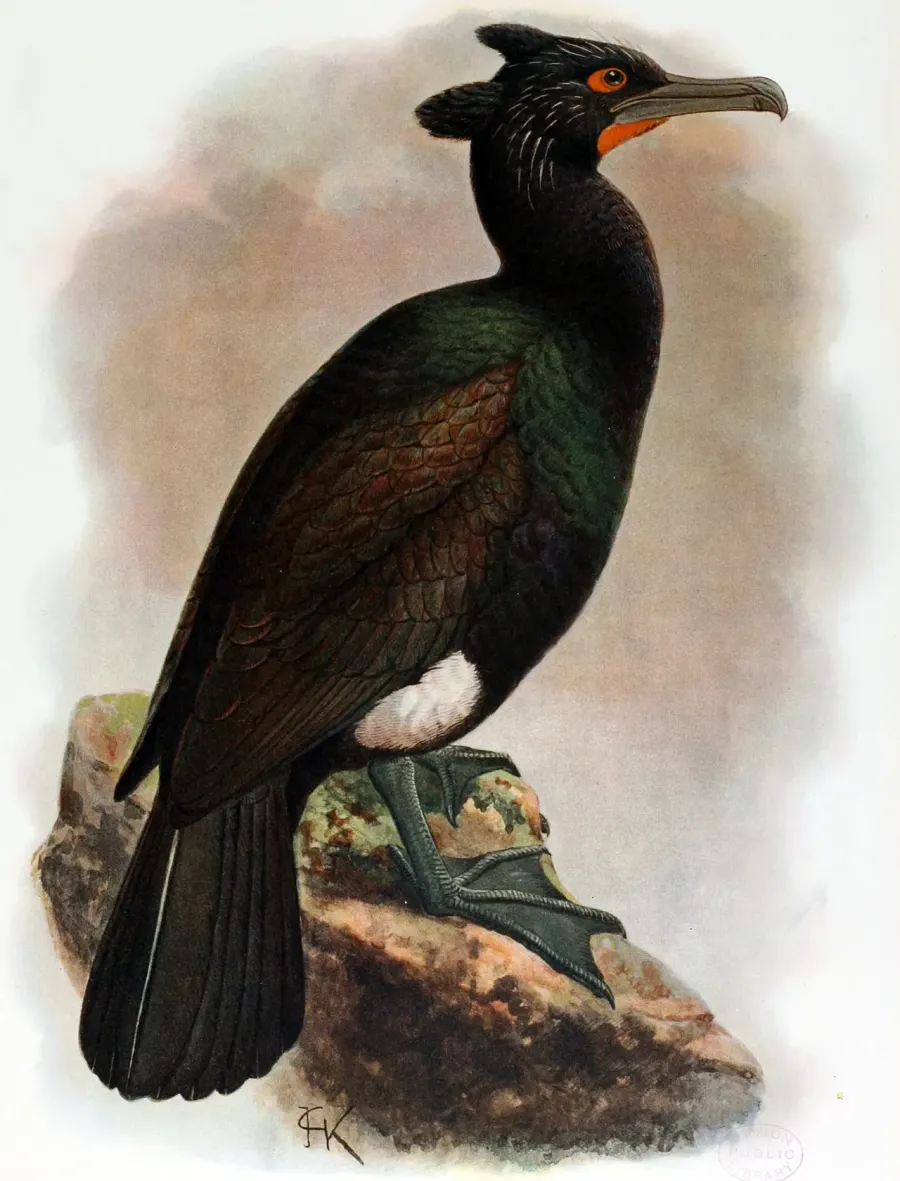La carte Cormoran de Pallas
