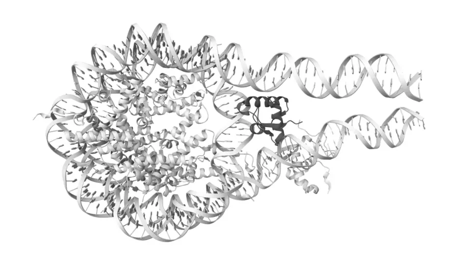 The Histone H1 card