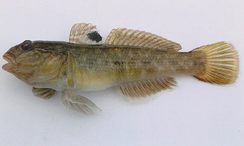 La carte Neogobius melanostomus