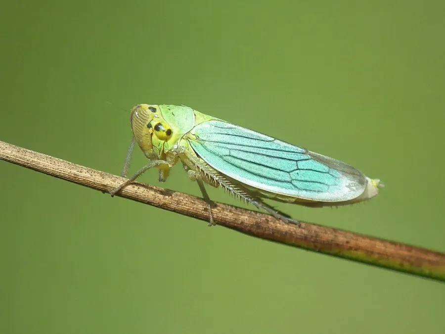 The Cicadella viridis card