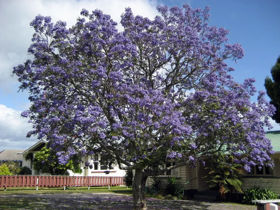 La carte Flamboyant bleu