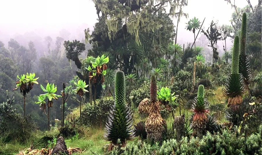 La carte Parc national Rwenzori Mountains
