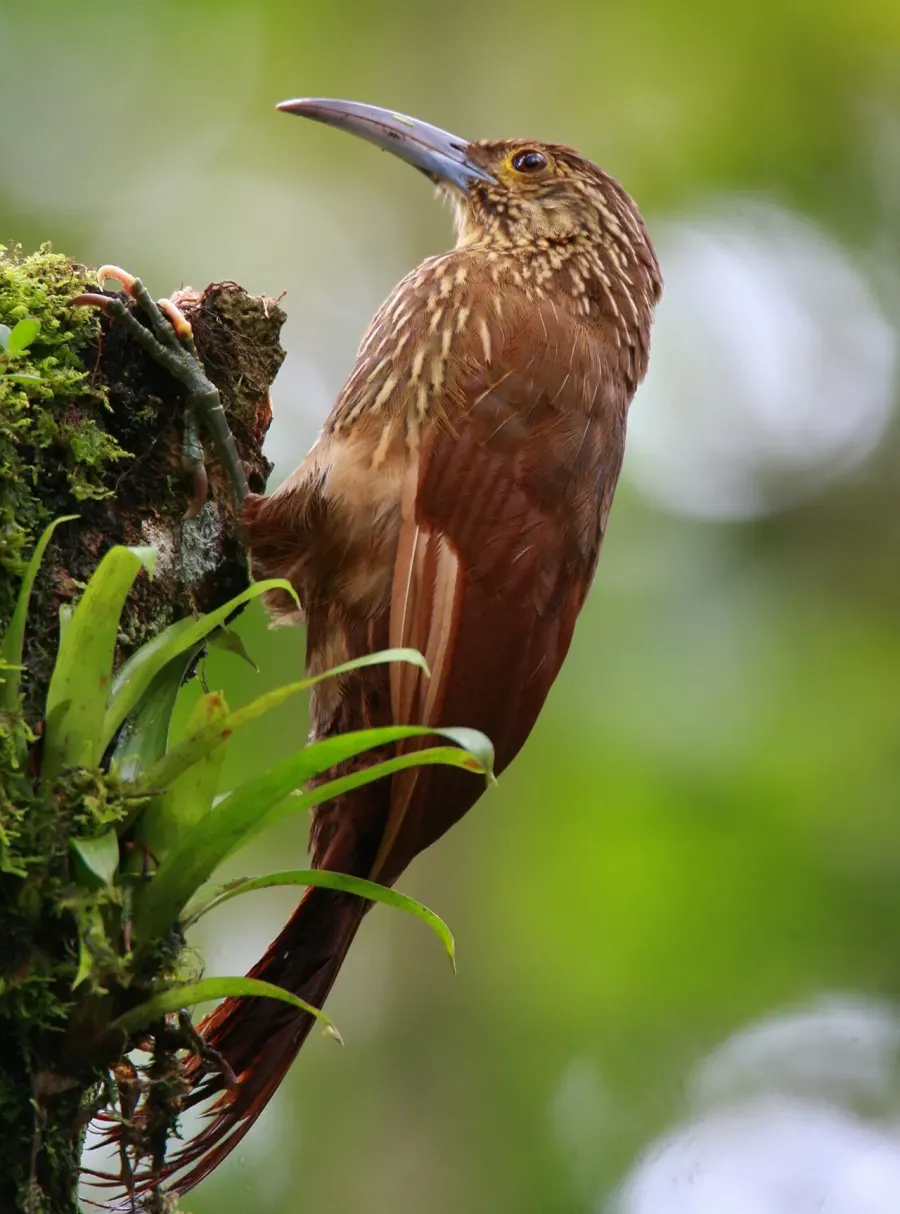 The Strong-billed woodcreeper card