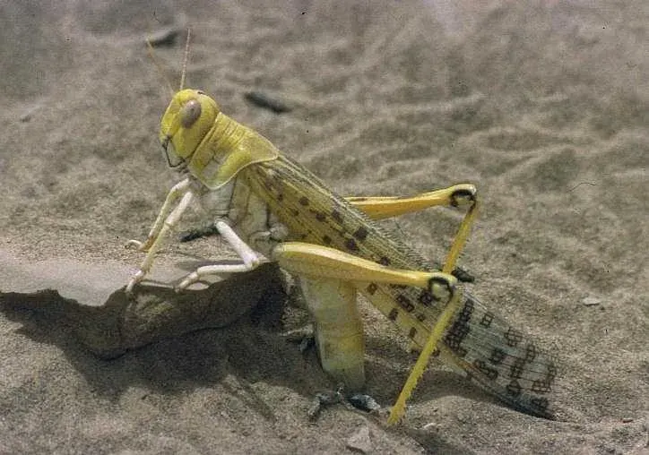 The Locust card