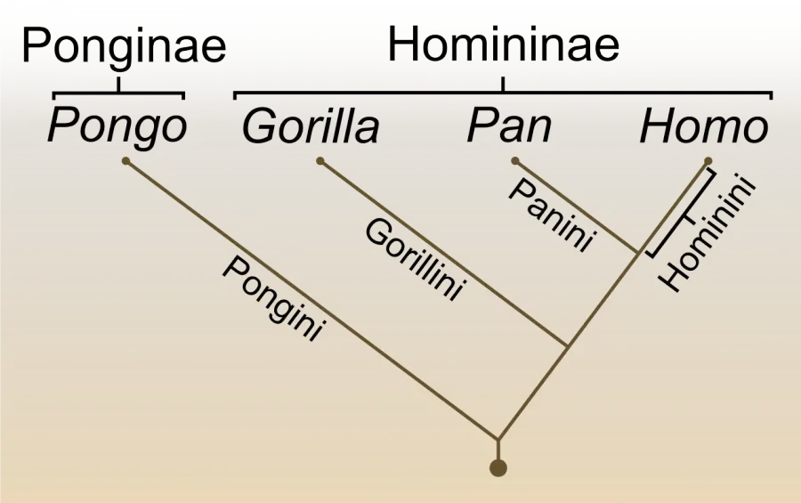 The Human evolution card