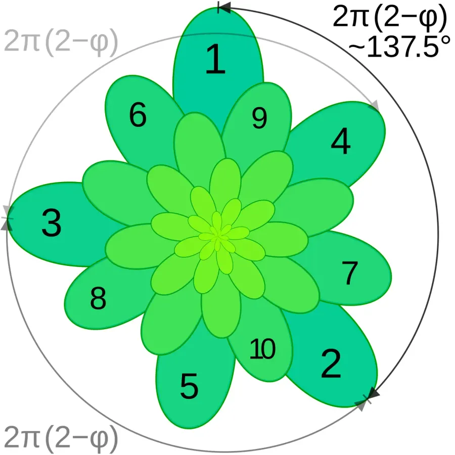 La carte Phyllotaxie