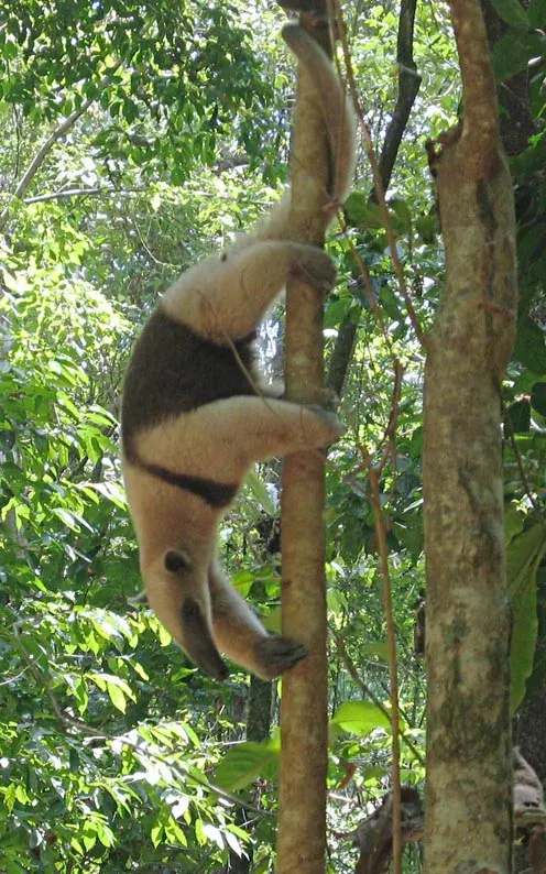 La carte Tamandua mexicana