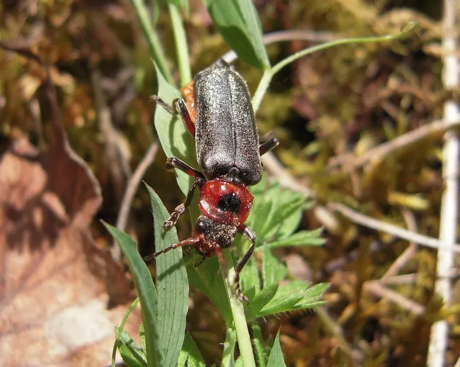 La carte Cantharis rustica