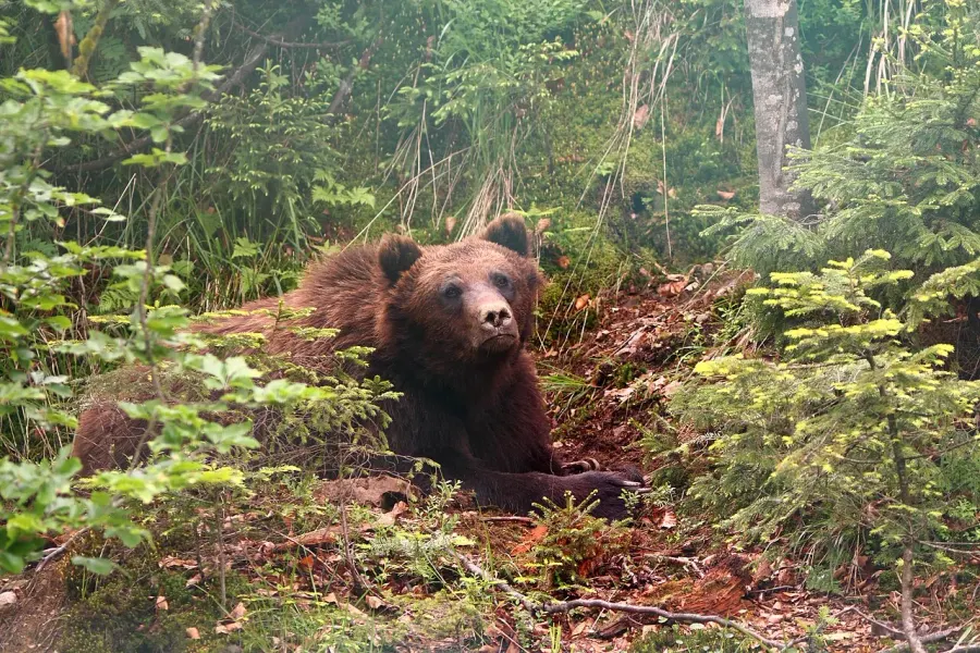 La carte Ursus arctos arctos