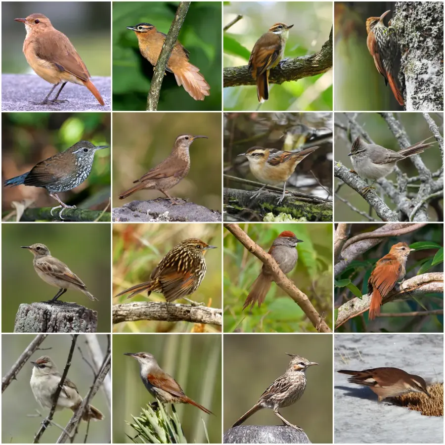 La carte Furnariidae