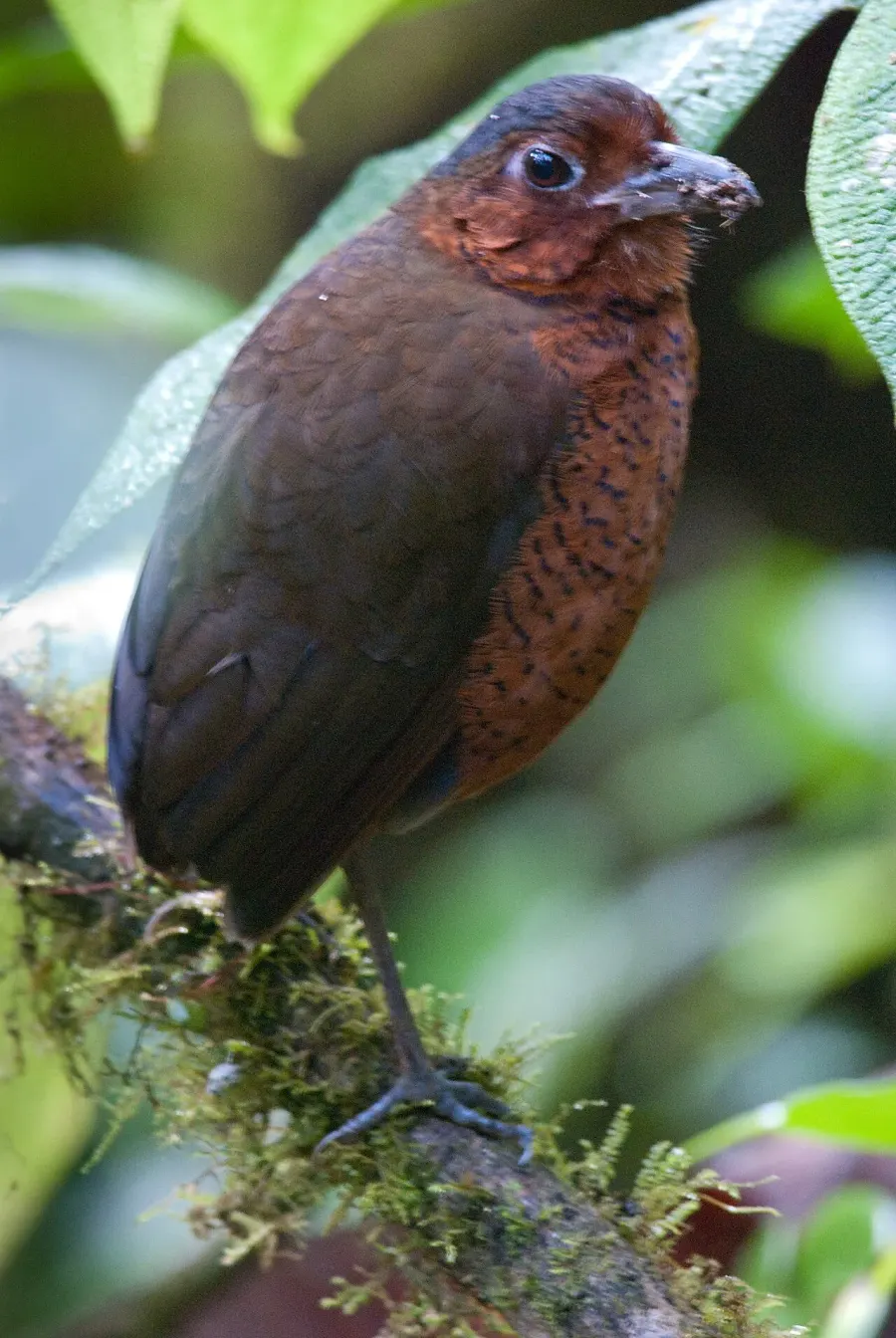 The Giant antpitta card