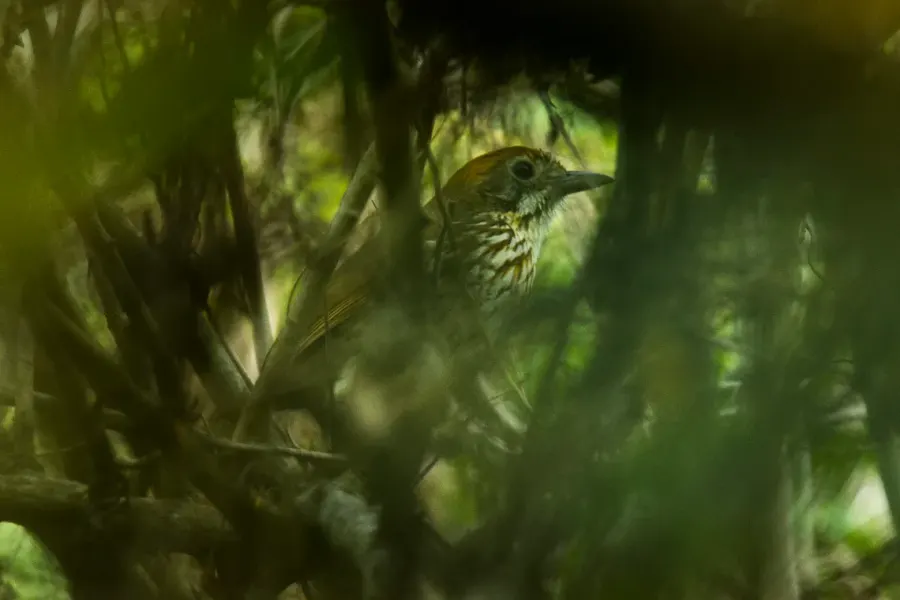 The Watkins's antpitta card