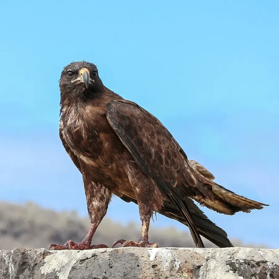 La carte Buse des Galapagos