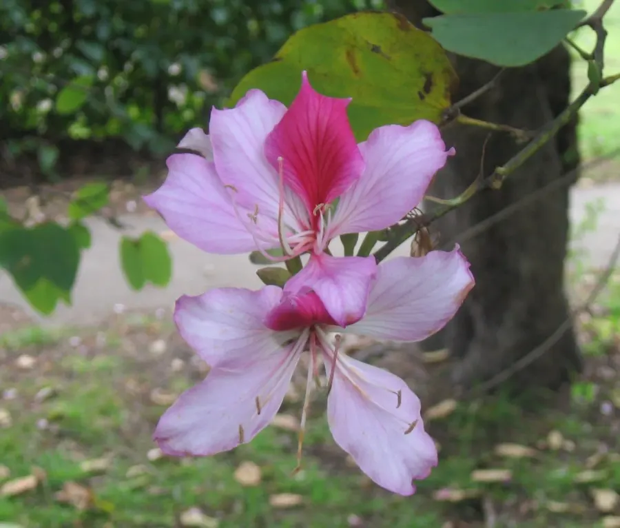 La carte Bauhinia variegata