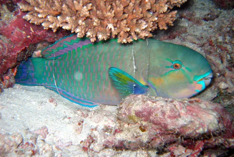 La carte Chlorurus
