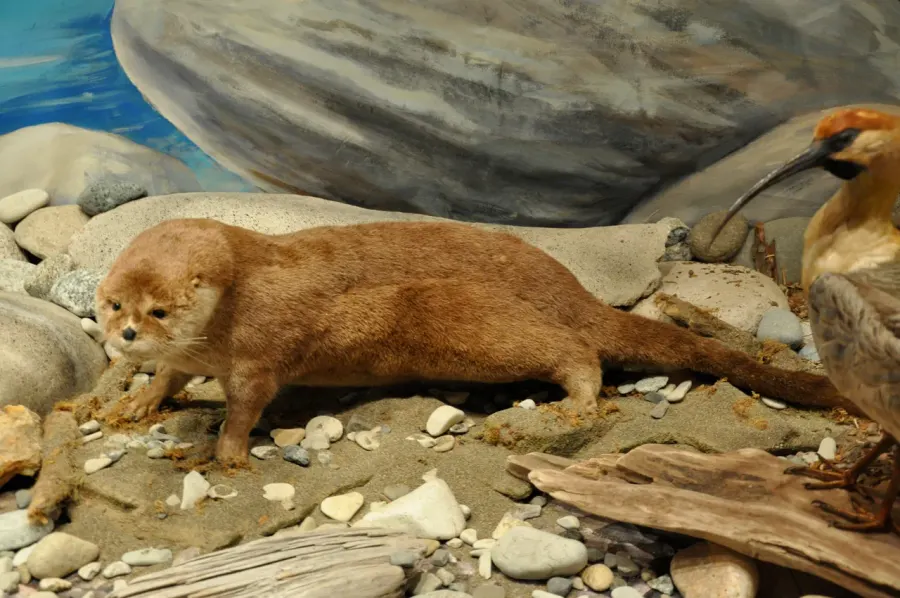 La carte Loutre du Chili