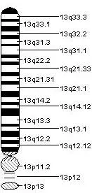 The Chromosome 13 card