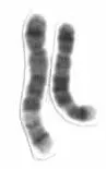 The Chromosome 5 card