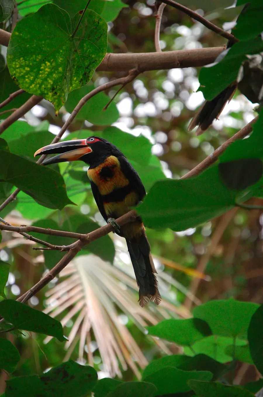 The Pale-mandibled aracari card
