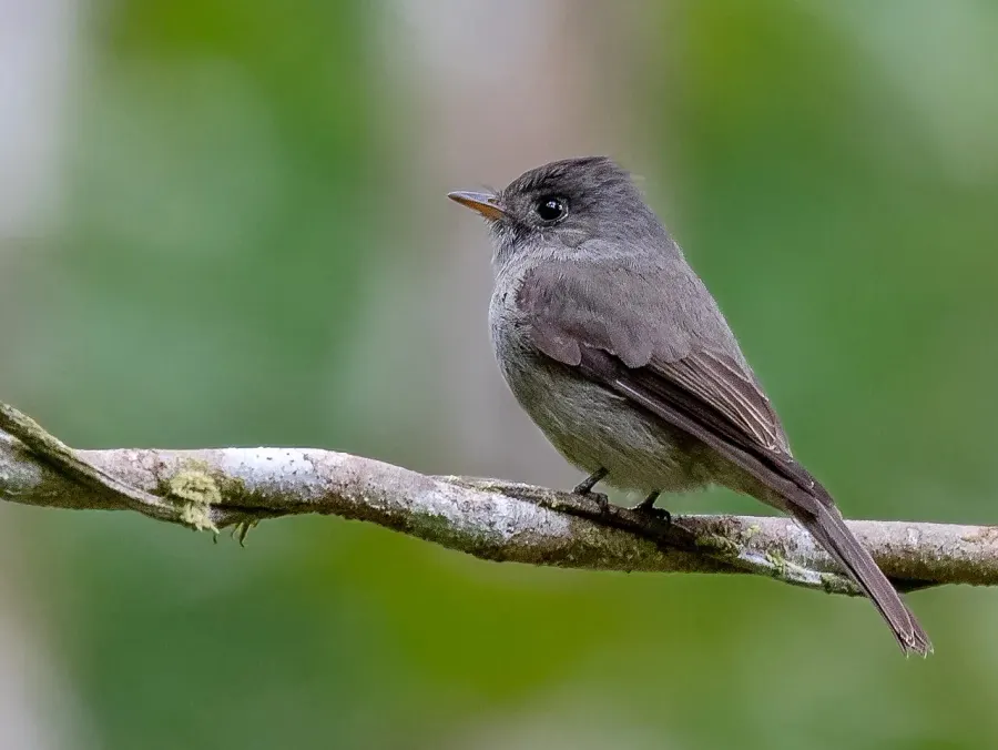 The Southern tropical pewee card