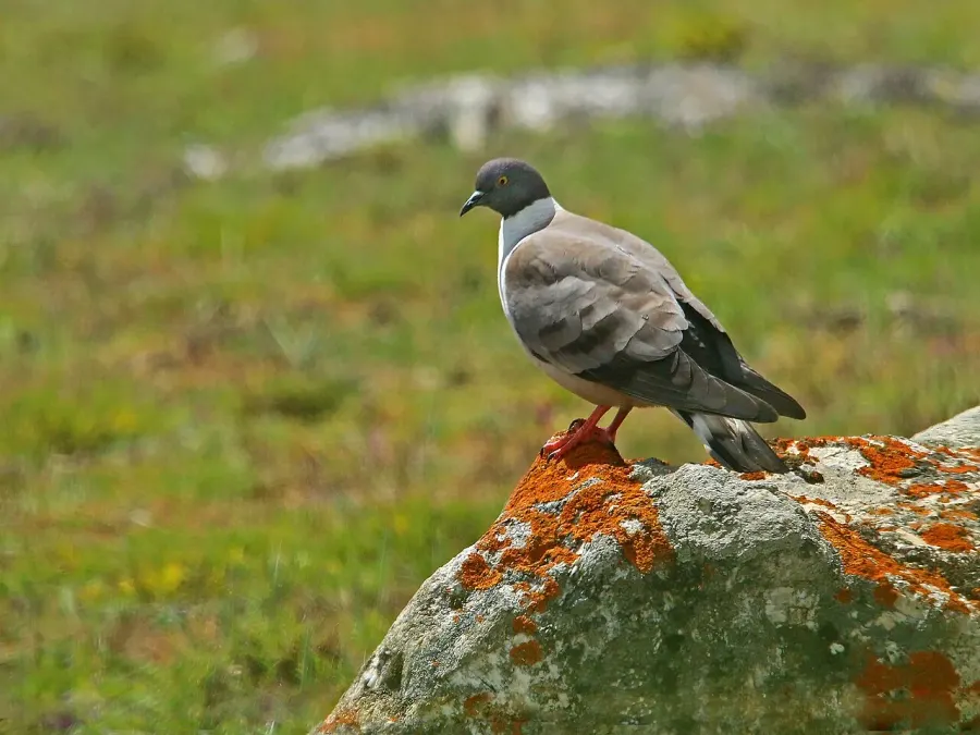 The Snow pigeon card