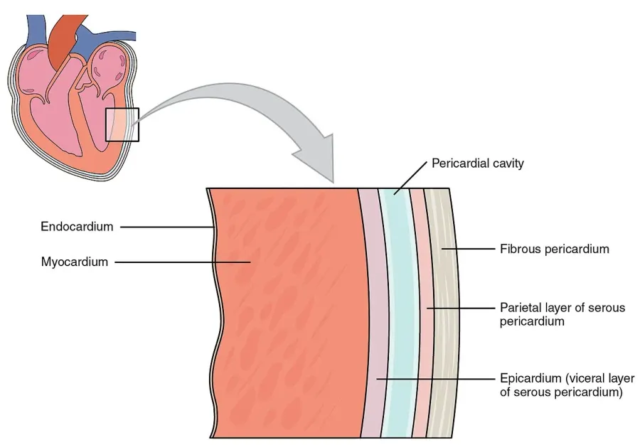 La carte Myocarde
