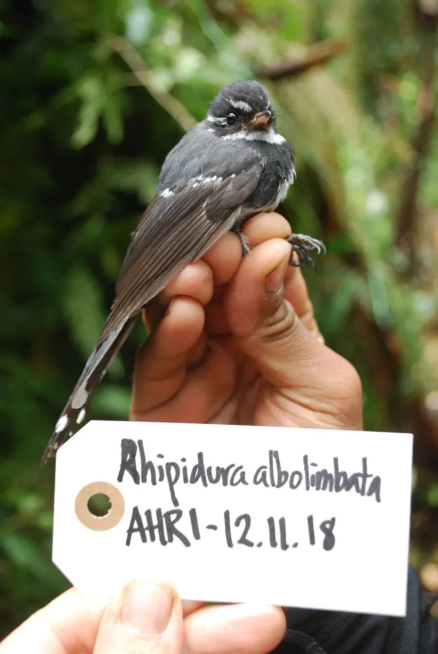 The Friendly fantail card