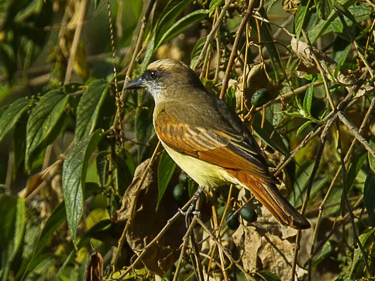The Baird's flycatcher card