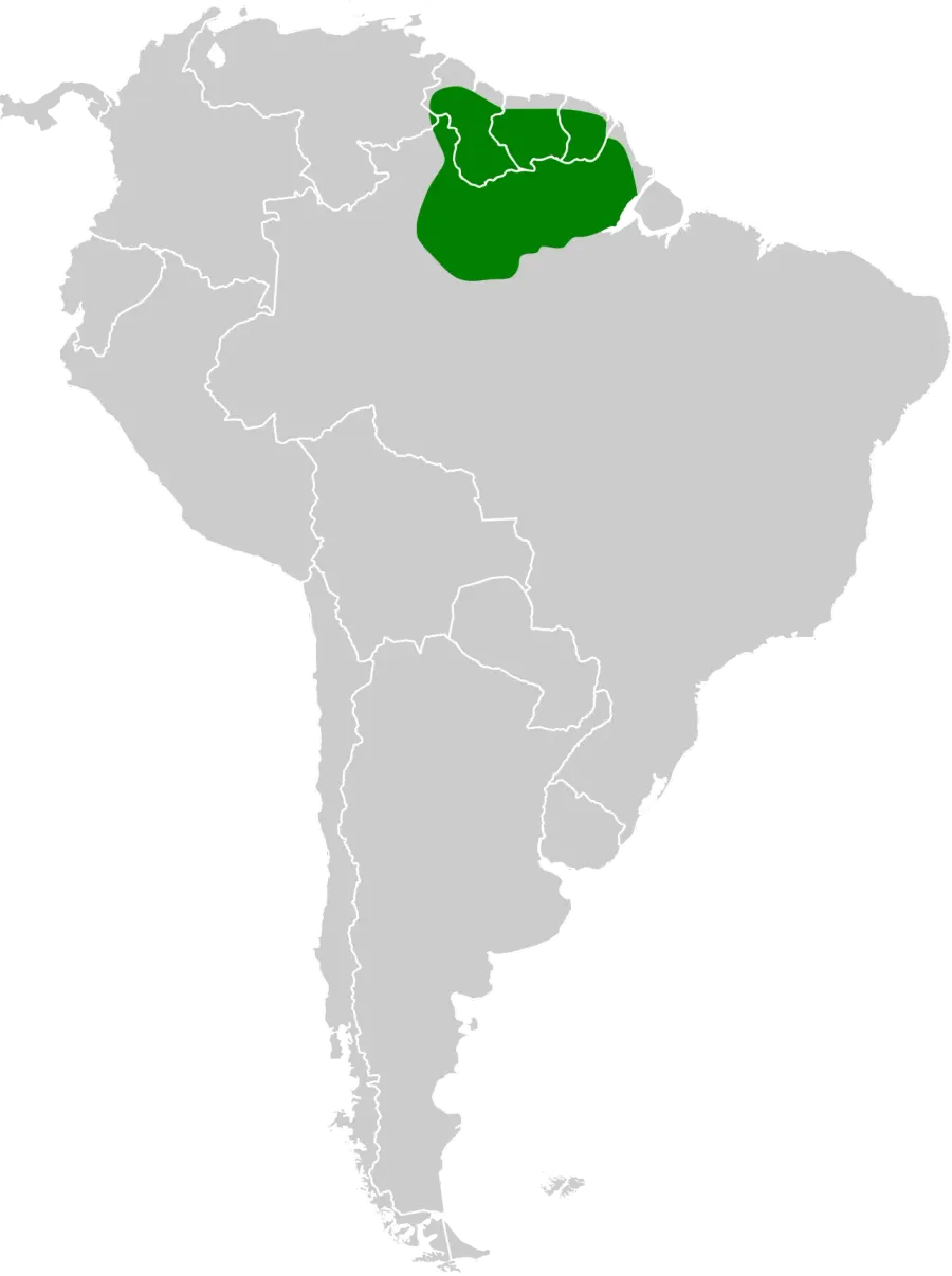 The Guianan gnatcatcher card