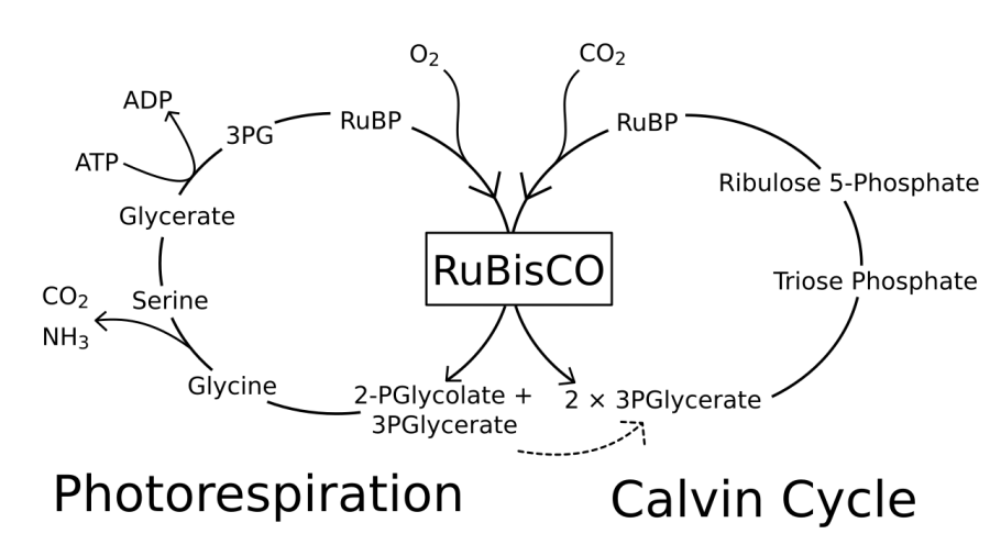La carte Photorespiration