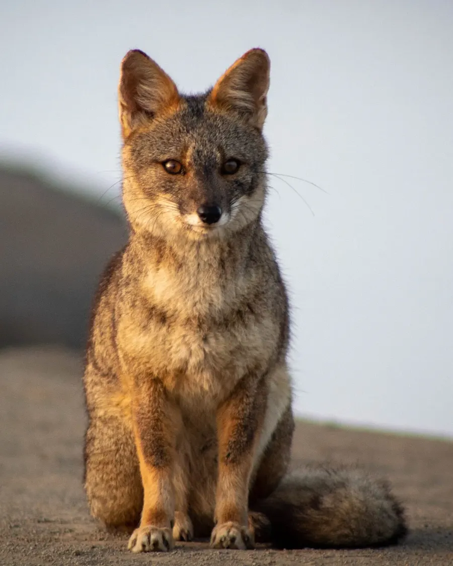 The Sechuran fox card