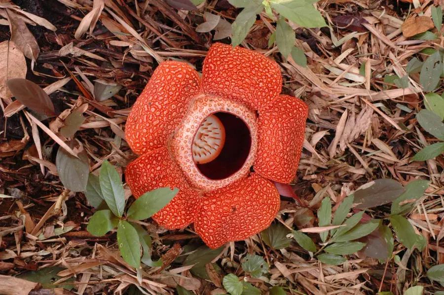 La carte Rafflesia keithii
