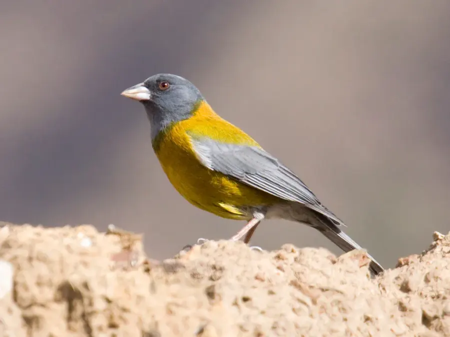 The Peruvian sierra finch card